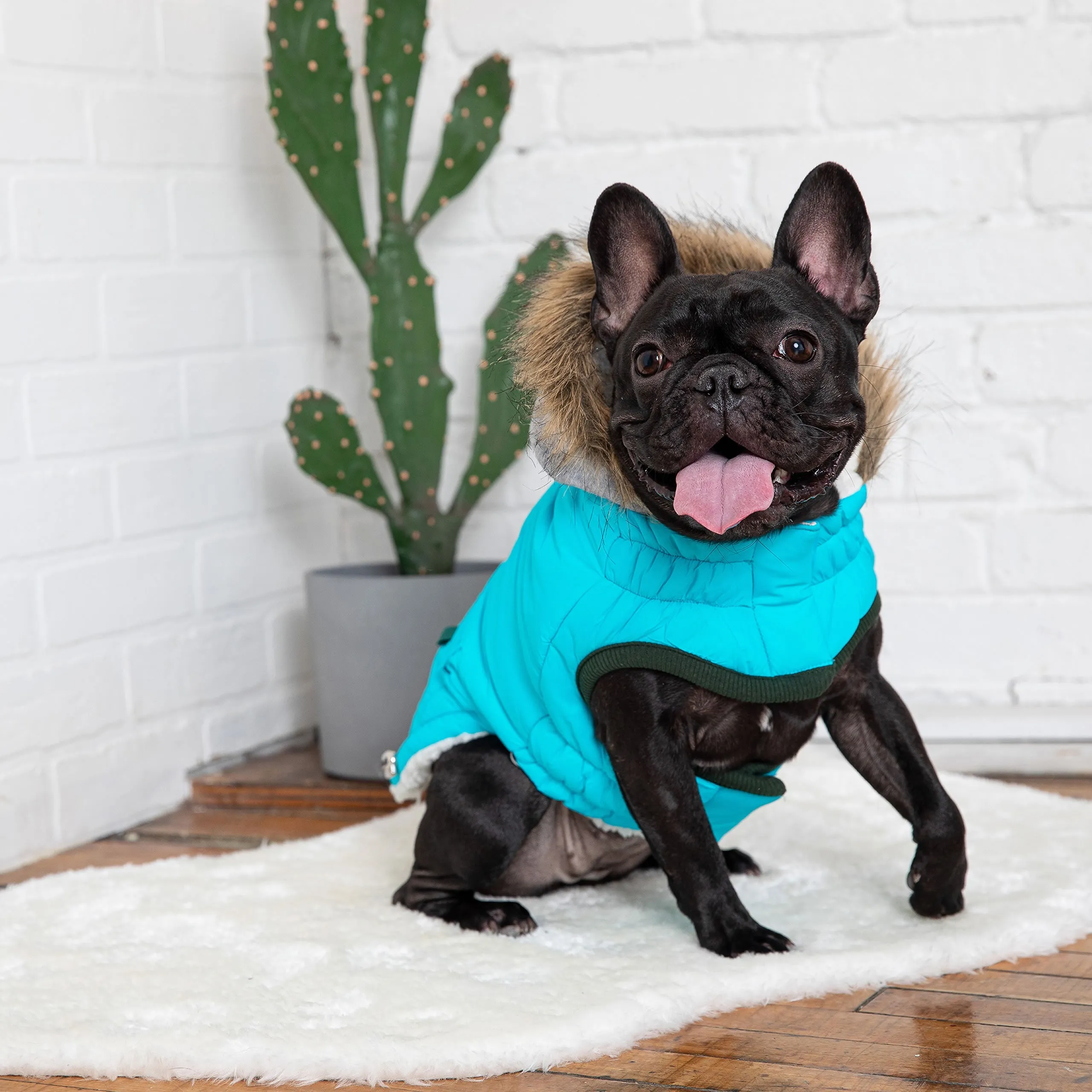 Winter Sailor Parka Dog Jacket